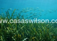 Nueva construcción  - Chalet - Benissa - Racó Del Galeno