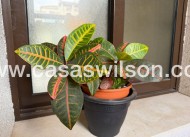 Sale - Appartement - Orihuela Costa - 