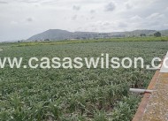 Sale - Country Property - Orihuela - BUENA VIDA DESAMPARADOS