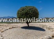 Sale - Country Property - Torre Del Rico