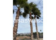 Venta - Chalet - Crevillente