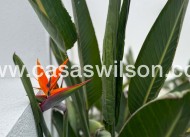 Venta - Chalet - Torrevieja - Los Balcones - Los Altos del Edén