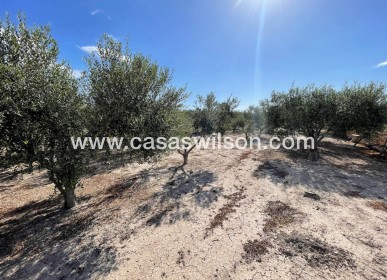 Sale - Country Property/Finca - Dolores