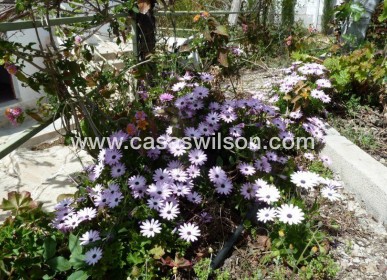 Sale - Villa - Murcia