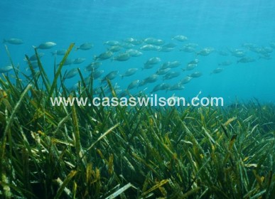 New Build - Villa - Benissa - Racó Del Galeno