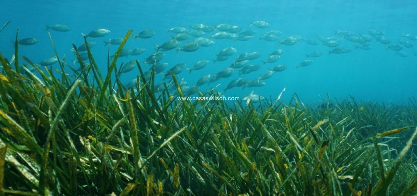 New Build - Villa - Benissa - Racó Del Galeno