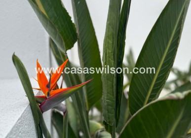 Sale - Villa - Torrevieja - Los Balcones - Los Altos del Edén