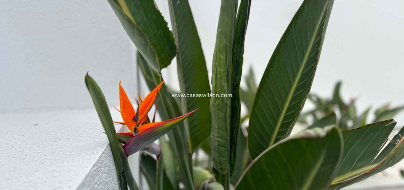 Sale - Villa - Torrevieja - Los Balcones - Los Altos del Edén