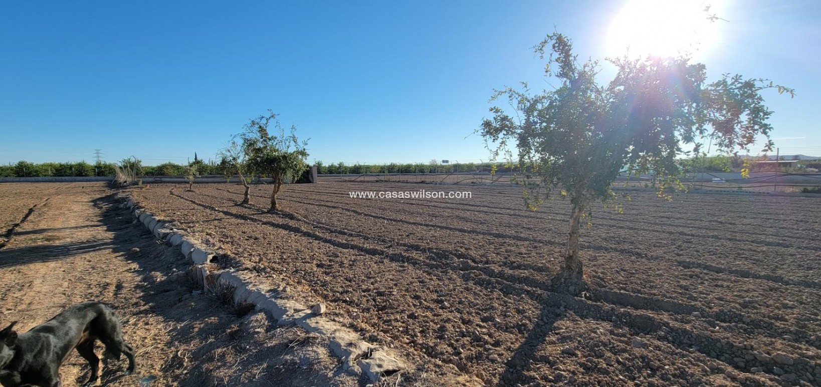 Sale - Country Property - San Miguel de Salinas