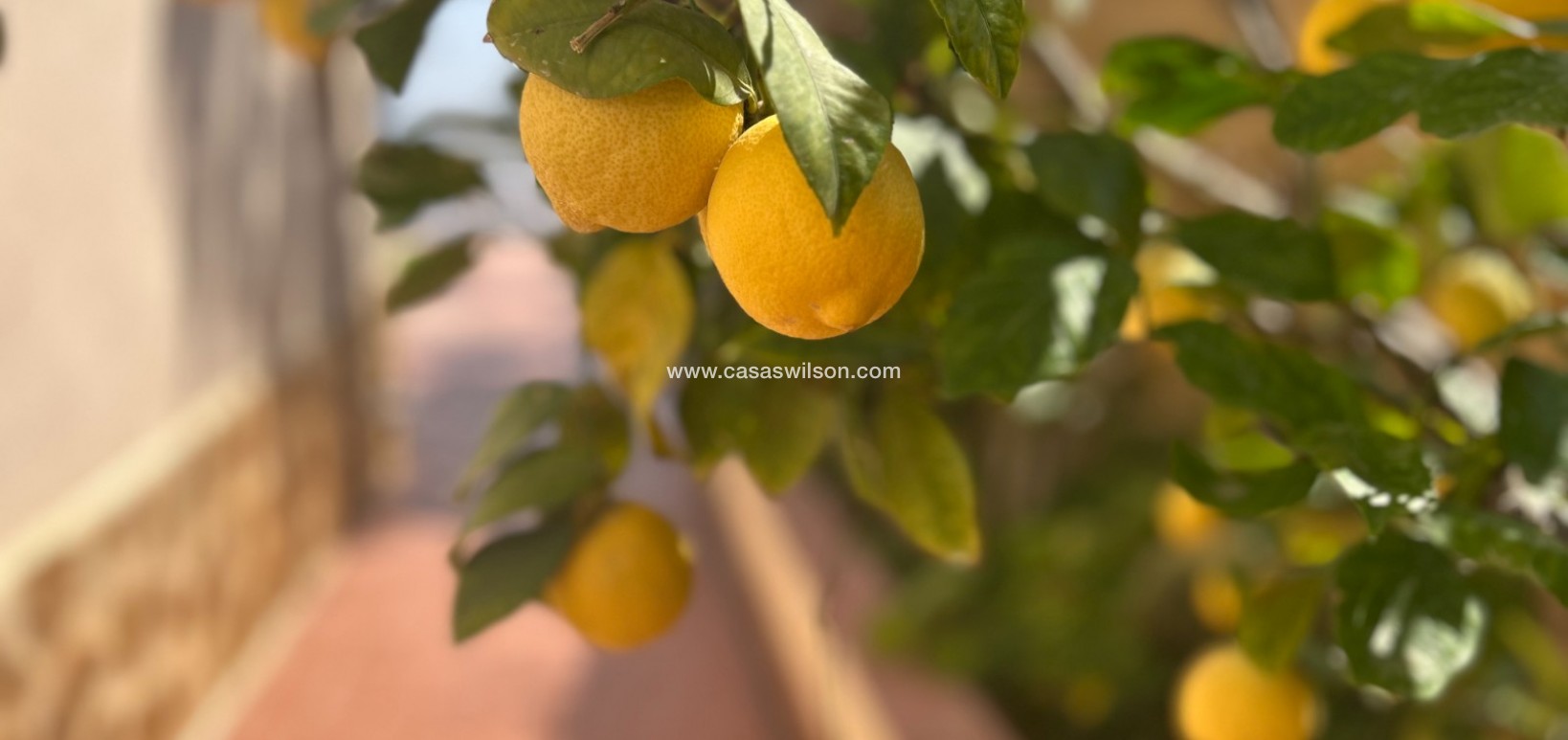 Sale - Villa - Algorfa - Lomas de Juliana