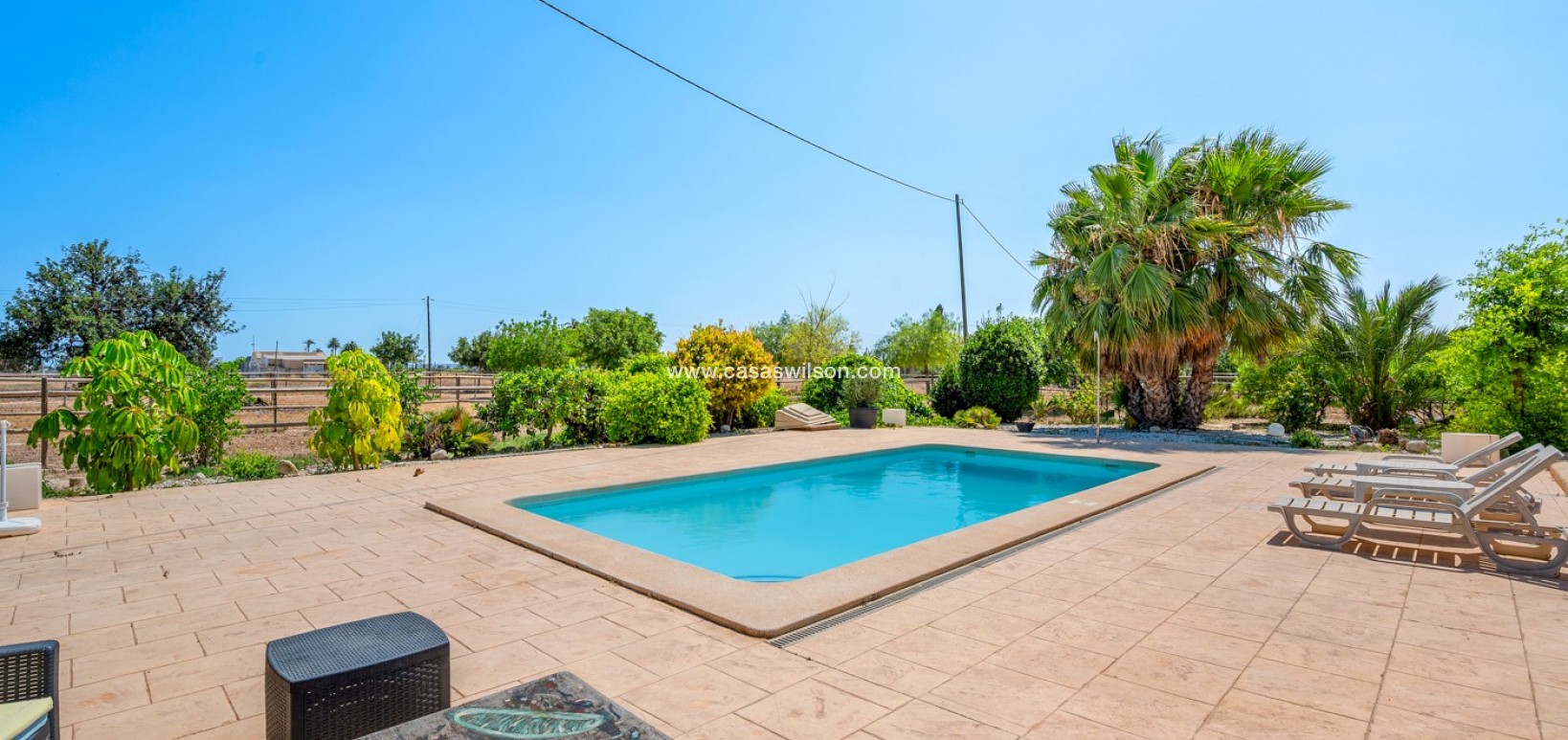 Venta - Finca - Elche - Elche/Elx