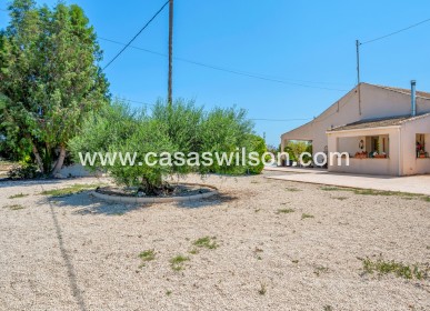 Venta - Finca - Elche - Elche/Elx