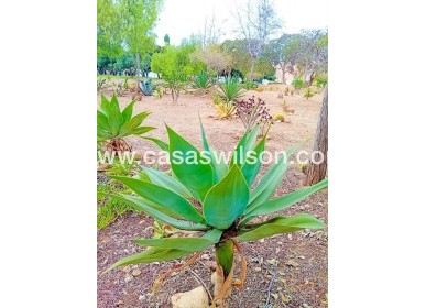 Sale - Appartement - Orihuela Costa - La Florida