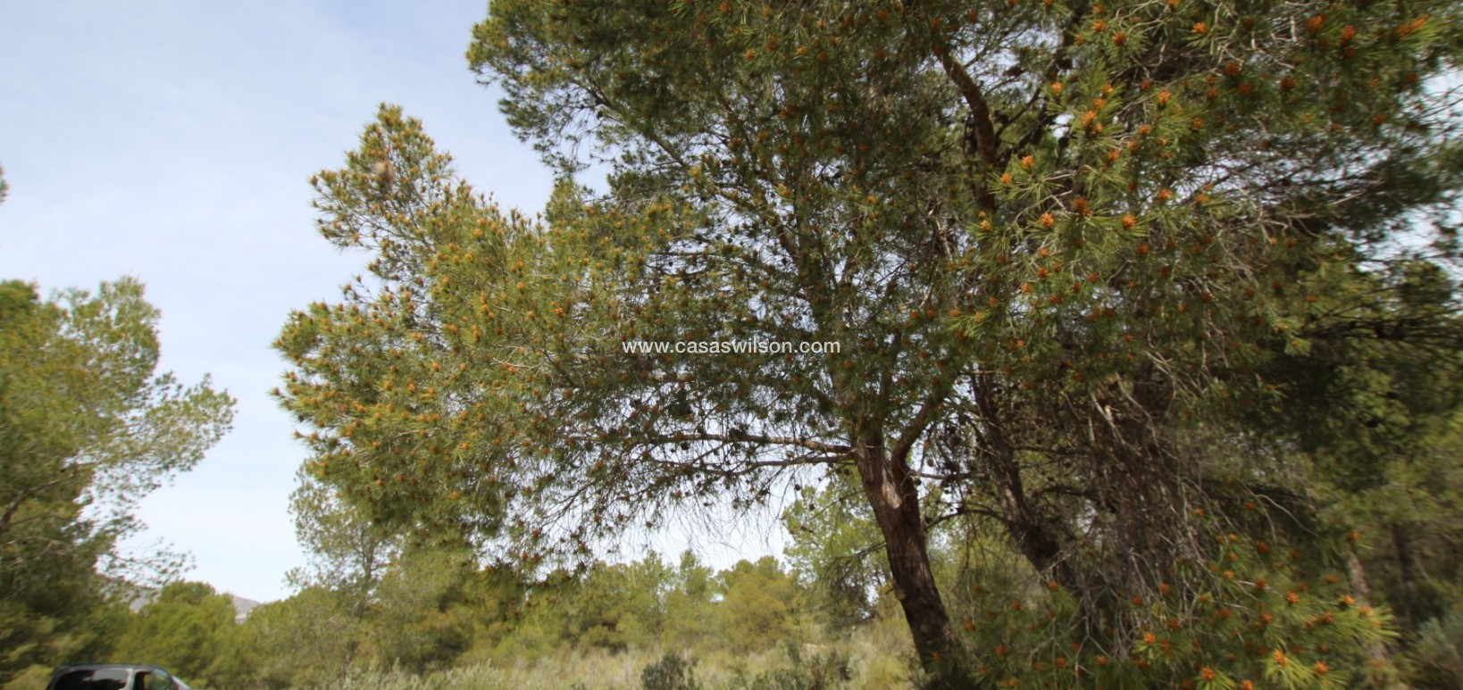 Sale - Country Property - Monóvar/Monóver - Inland