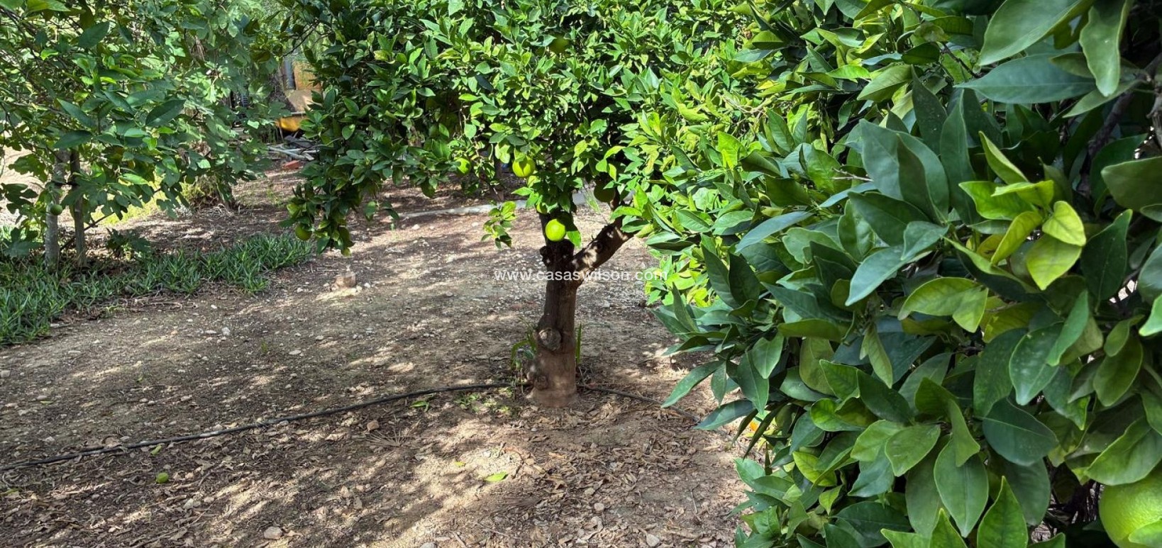 Sale - Villa - Crevillente