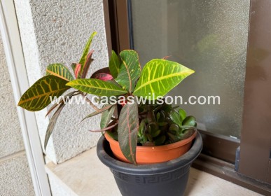 Sale - Apartment - Orihuela Costa - Las Ramblas 