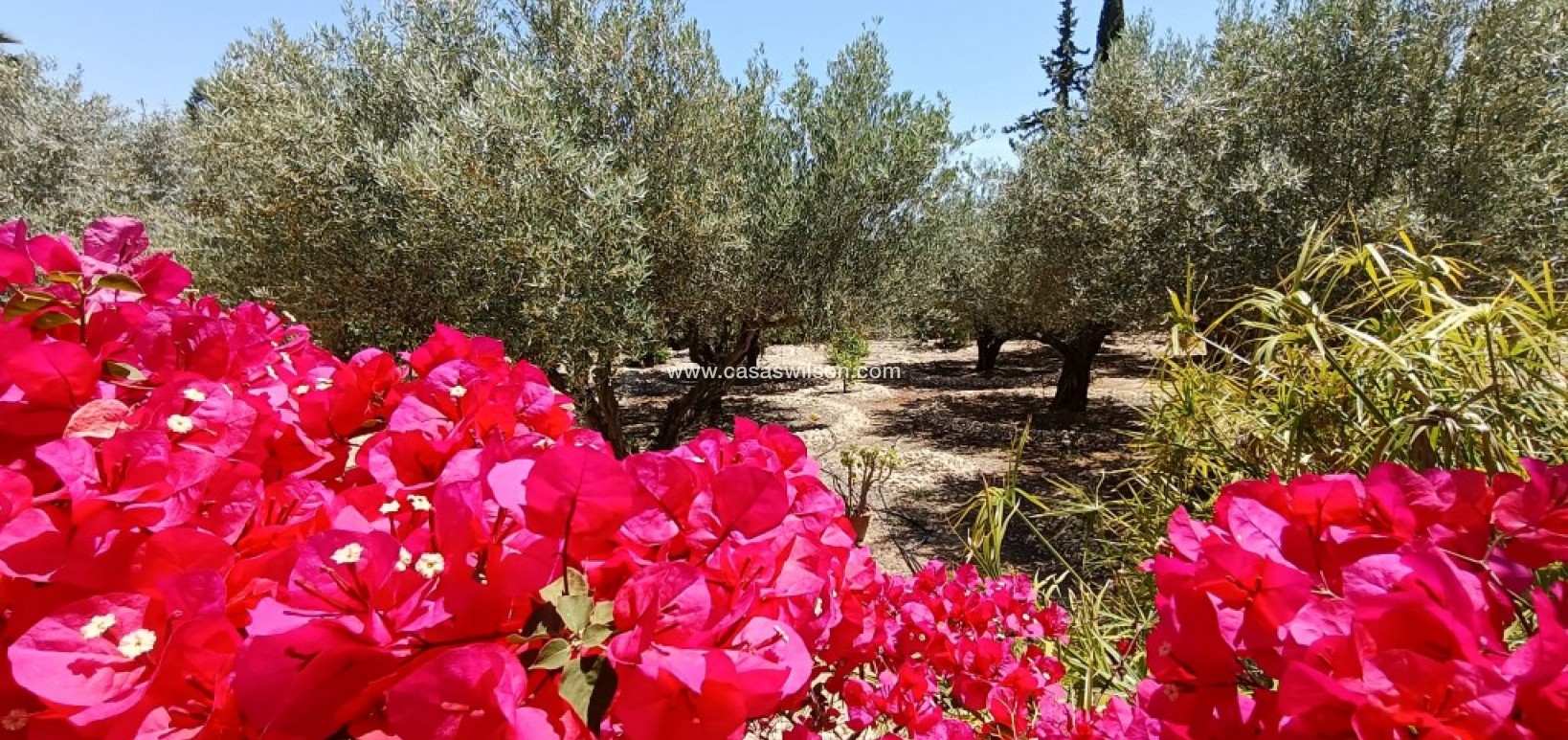 Sale - Country Property - Albatera