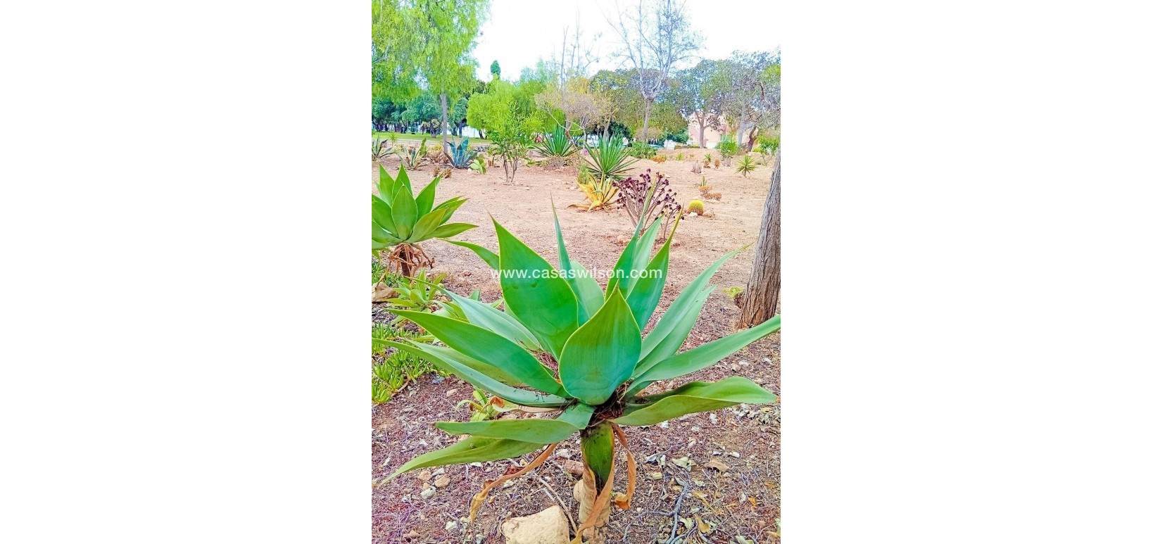 Sale - Apartment - Orihuela Costa - La Florida