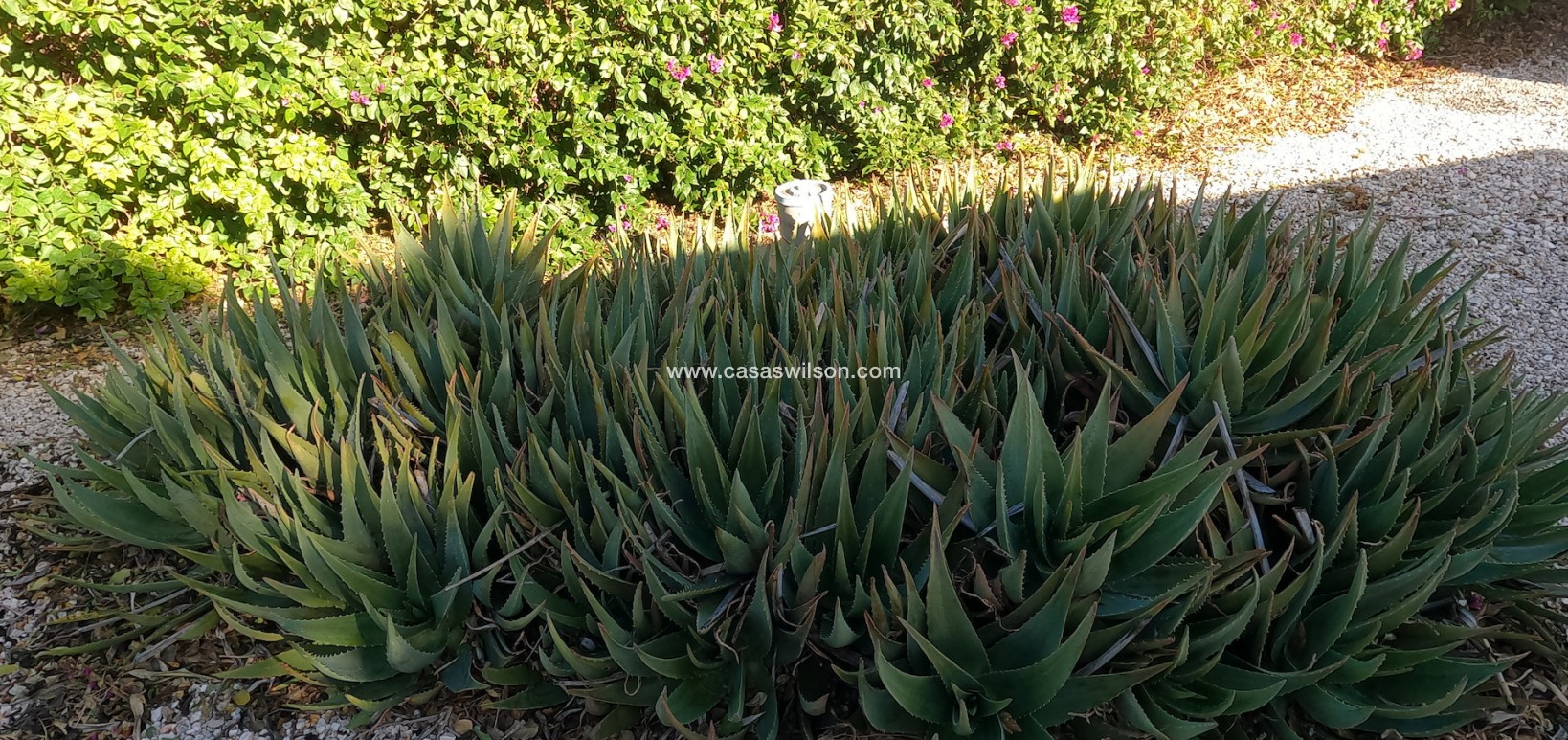 Venta - Finca - Orihuela