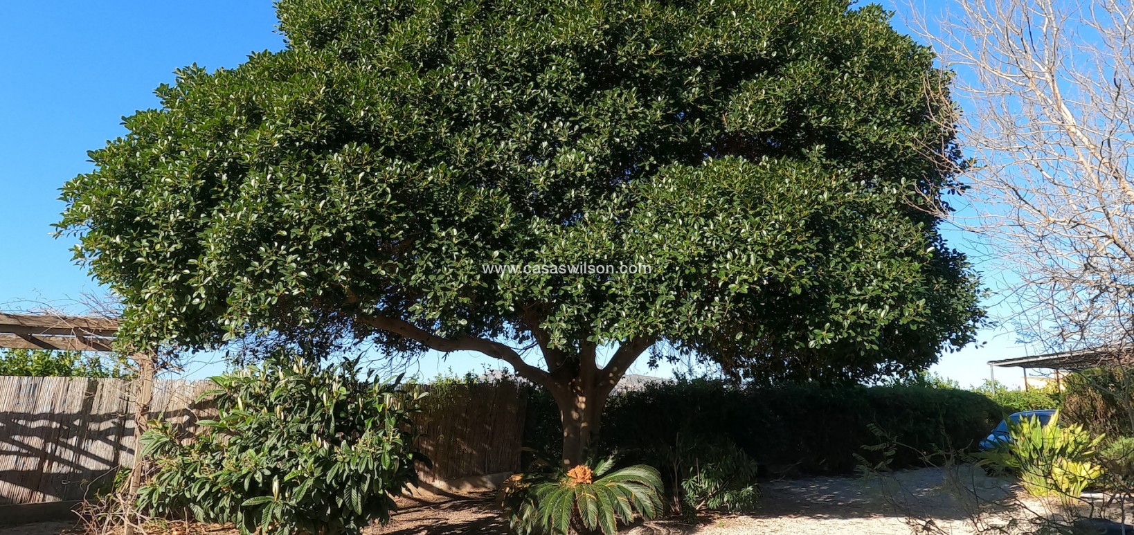 Venta - Finca - Orihuela