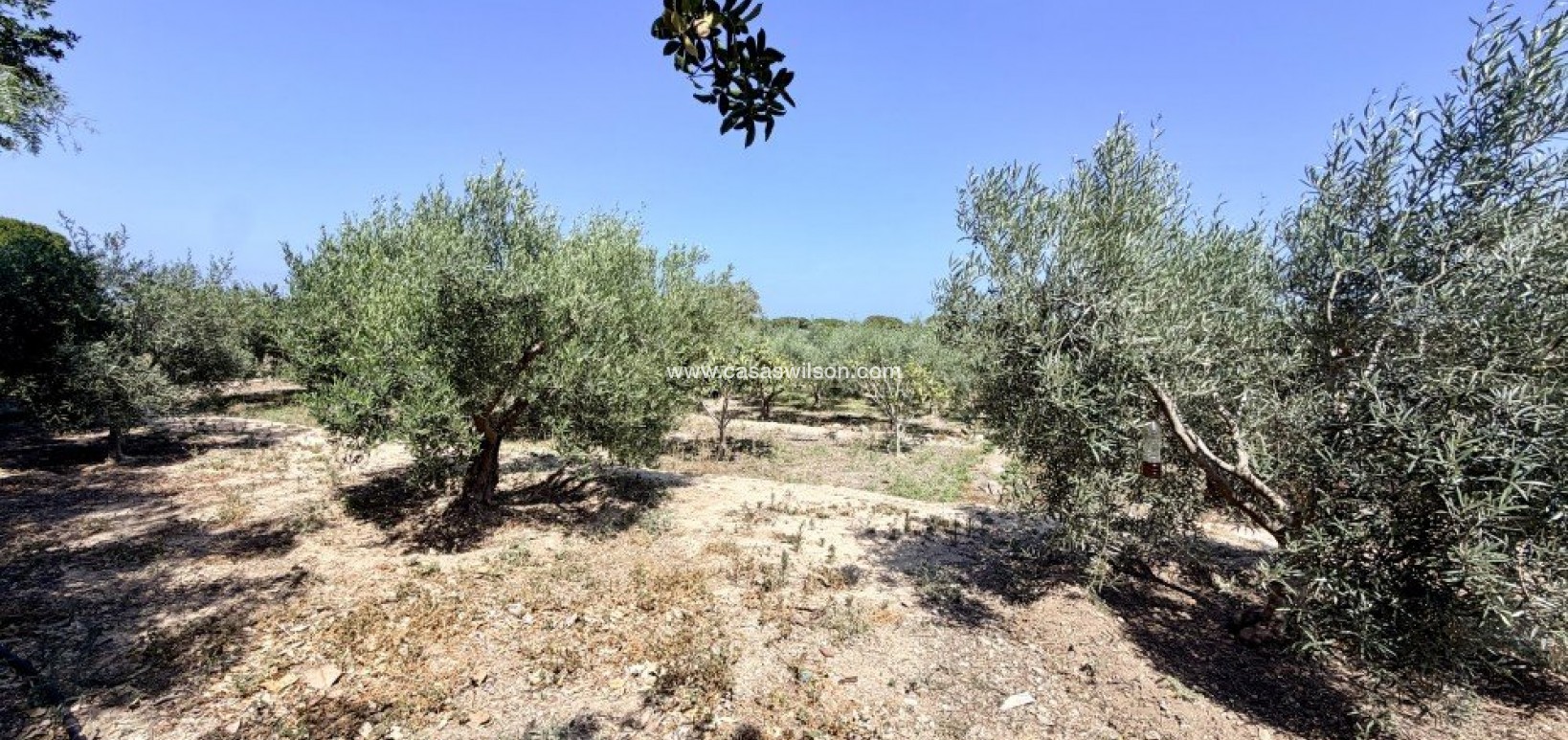 Sale - Country Property - La Marina - Costa Blanca