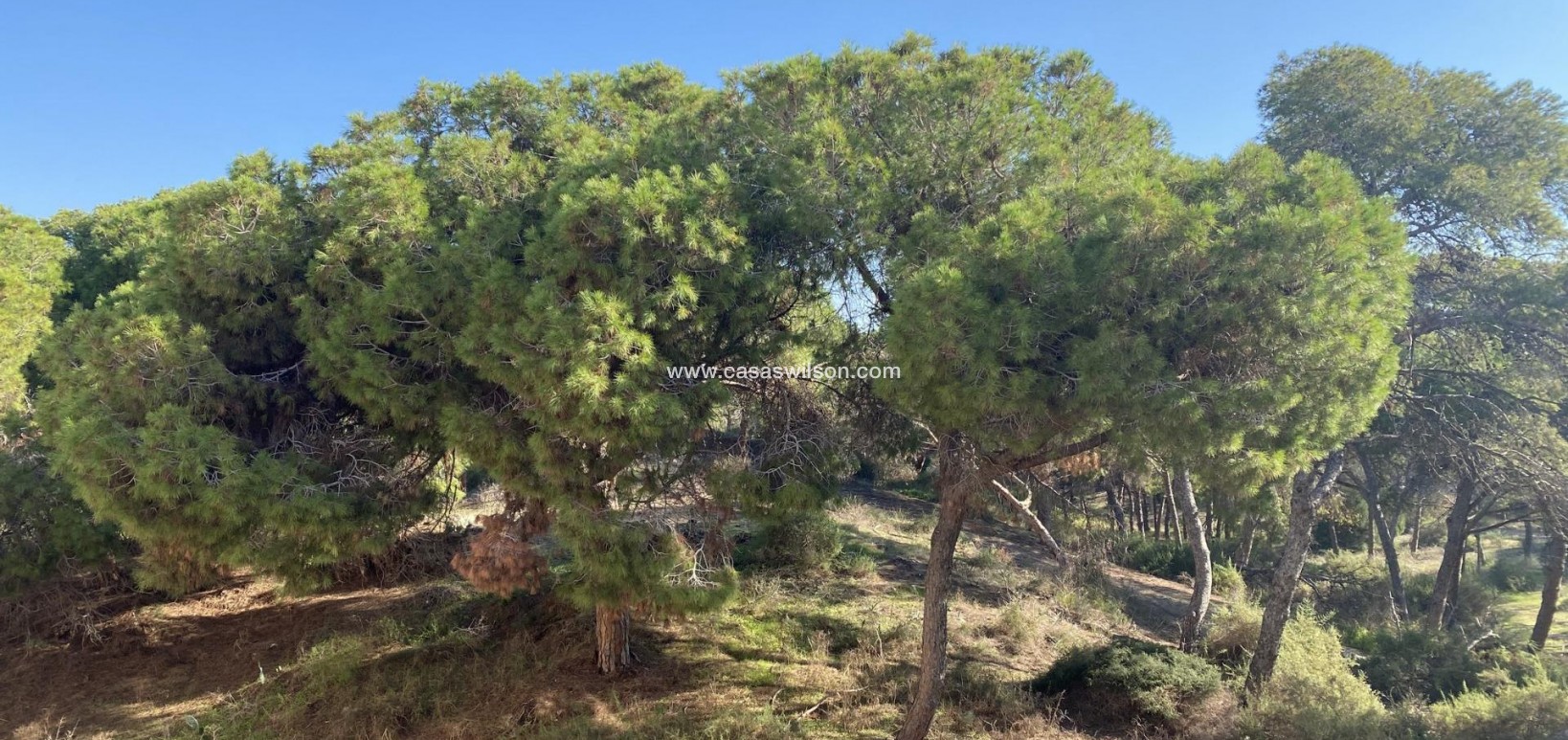 New Build - Appartement - Guardamar del Segura - CENTRO